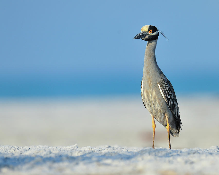 Bird Photograph - Yellow Crowned Night Heron by Photo By Dennis Hayes Derby Jr.