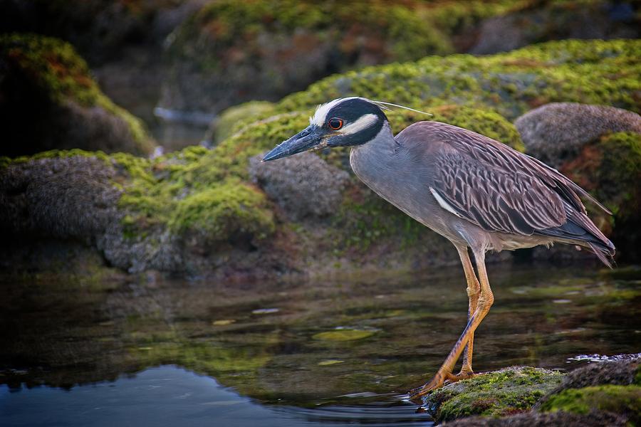 Yellow-crowned Night Heron Photograph by Steve DaPonte