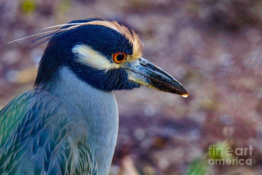 Yellow-crowned Night Heron Photograph by Susan Rydberg