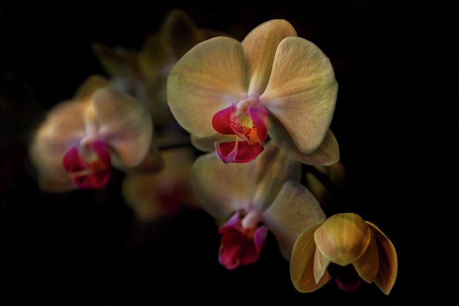Yellow Cymbidium Orchid Spray Photograph by Debra and Dave Vanderlaan
