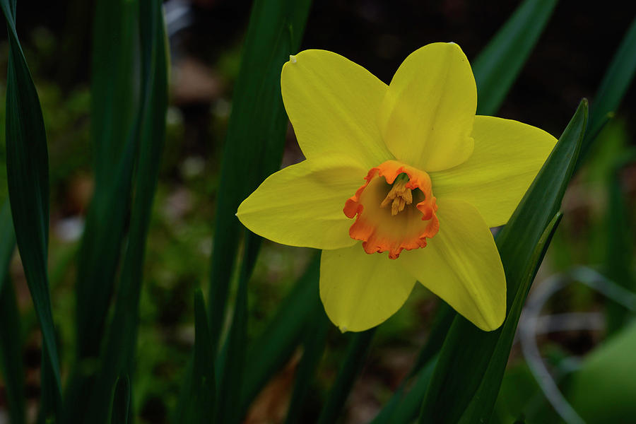 Yellow Daffodil Photograph by Ron Biedenbach