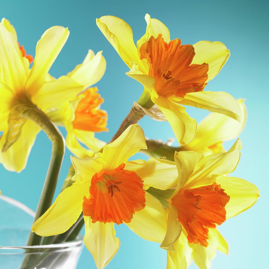 Yellow Daffodils Photograph by Brigitte Wegner