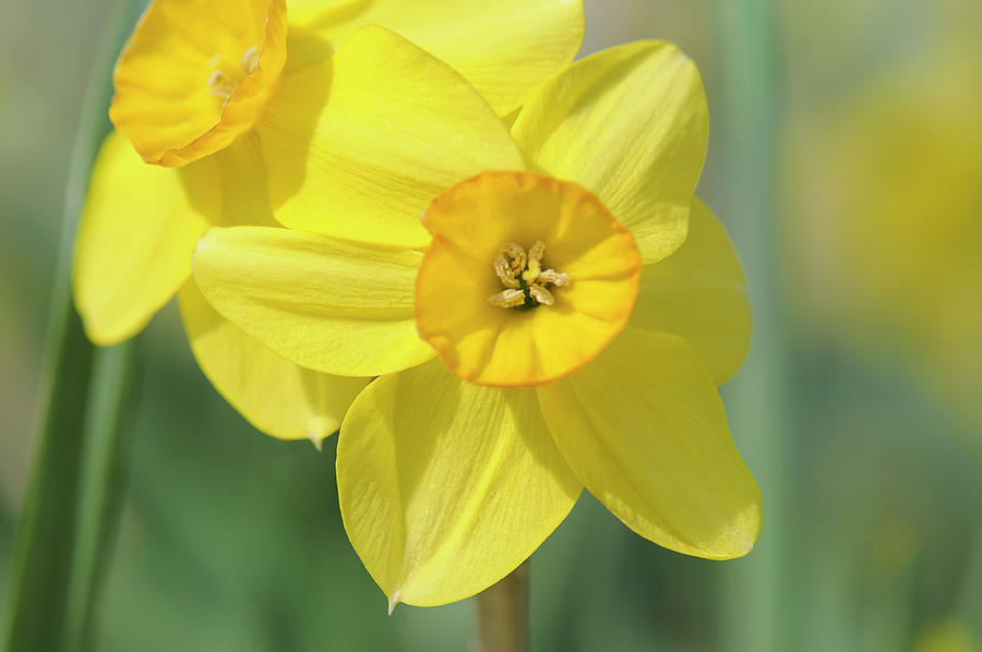 Spring Photograph - Yellow Daffodils by Cora Niele