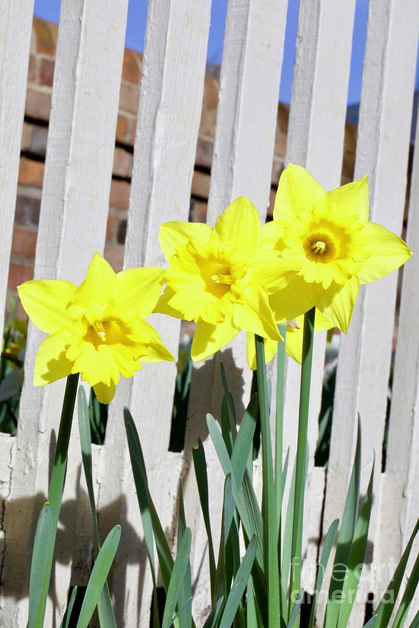 Yellow Daffodils  Photograph by Lara Morrison