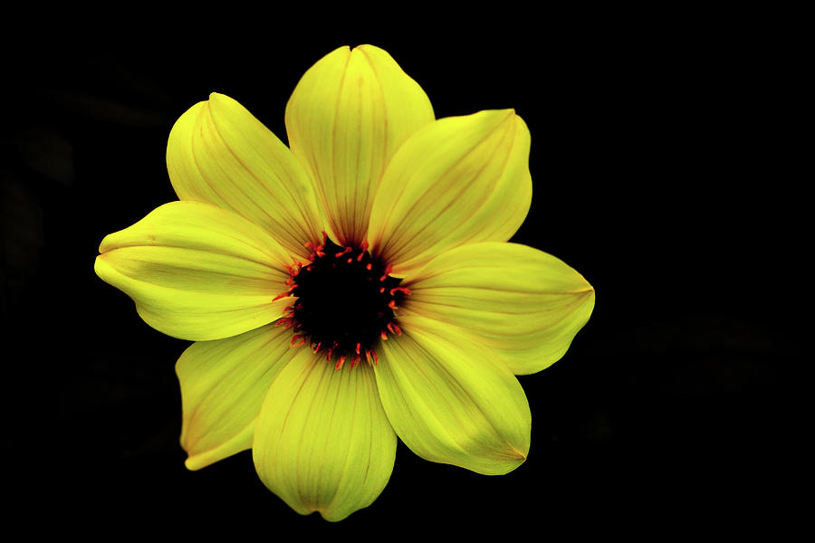 Yellow Dahlia Photograph by Kevin Schwalbe