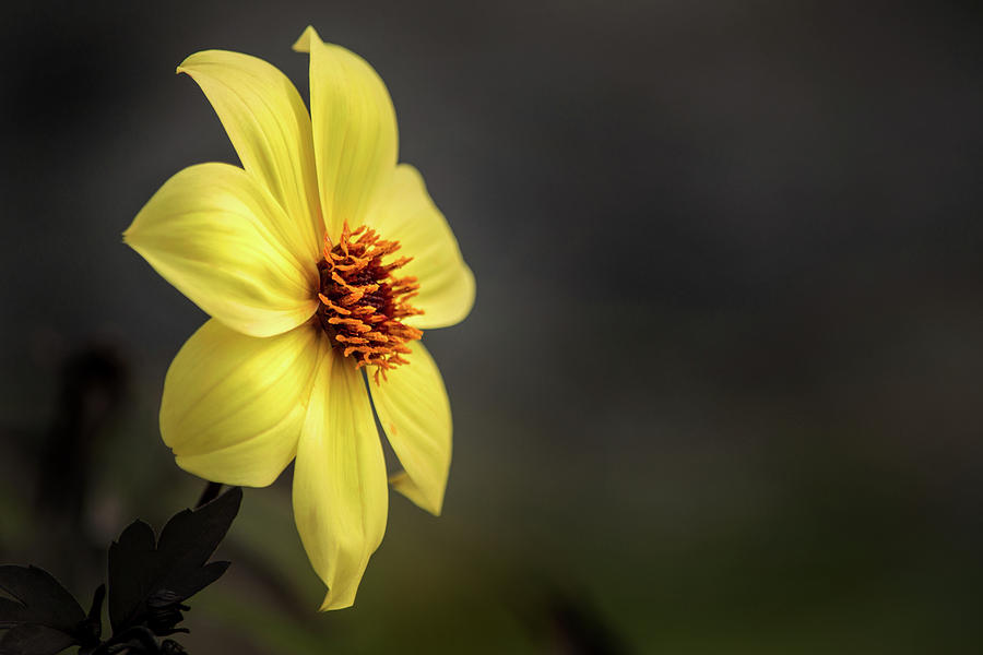 Yellow Dahlia Profile Photograph by Don Johnson