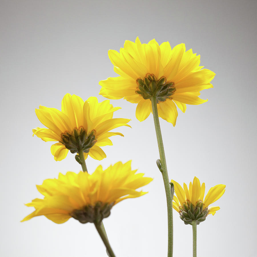 Yellow Daisies From Below Photograph by William Andrew Yellow Daisies From Below Photograph by William Andrew