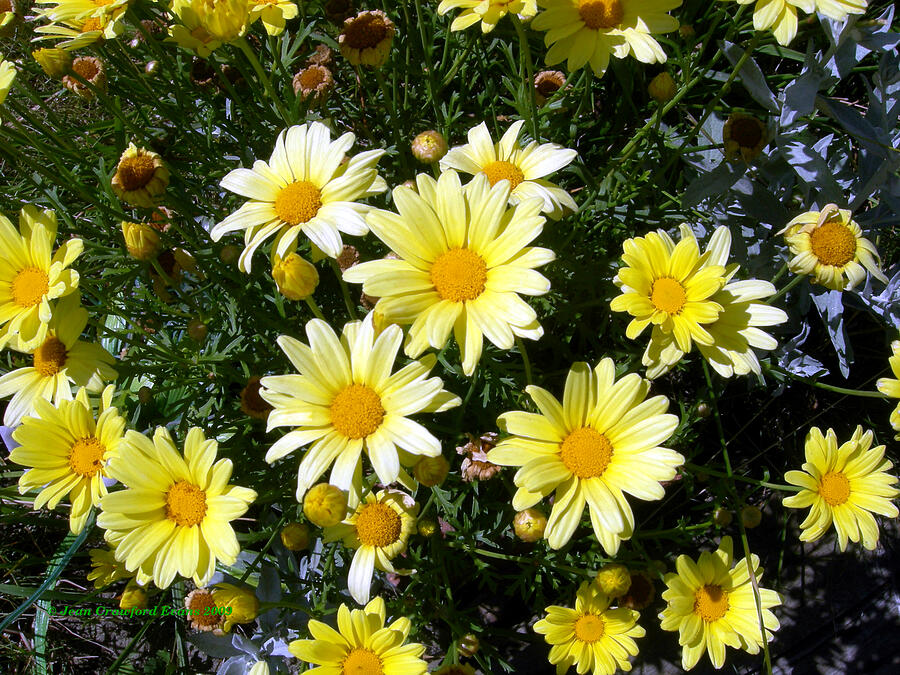 Yellow daisies Photograph by Jean Evans