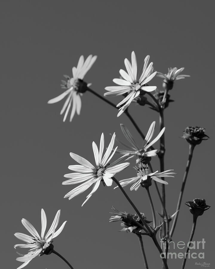 Yellow Daisies With Blue Sky Grayscale Photograph by Jennifer White