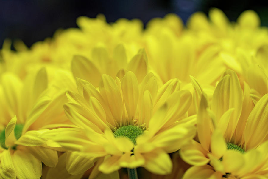 Yellow Daisy Bouquet Photograph by Mary Ann Artz