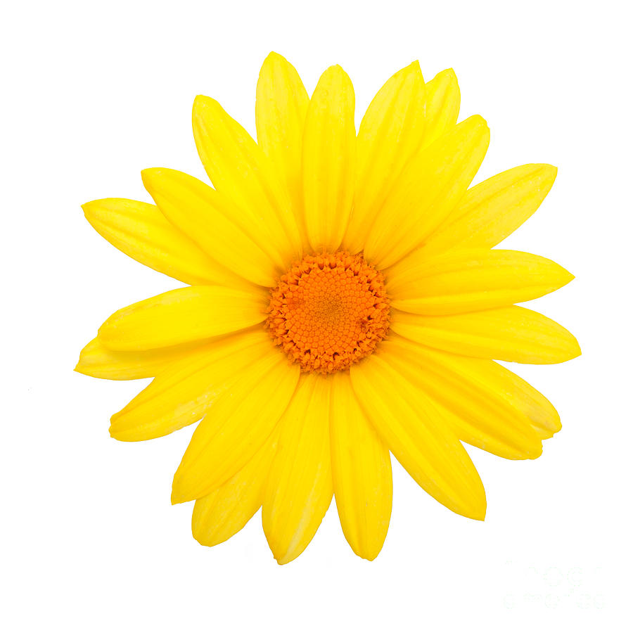 Yellow daisy flower Photograph by Wdnet Studio - Fine Art America
