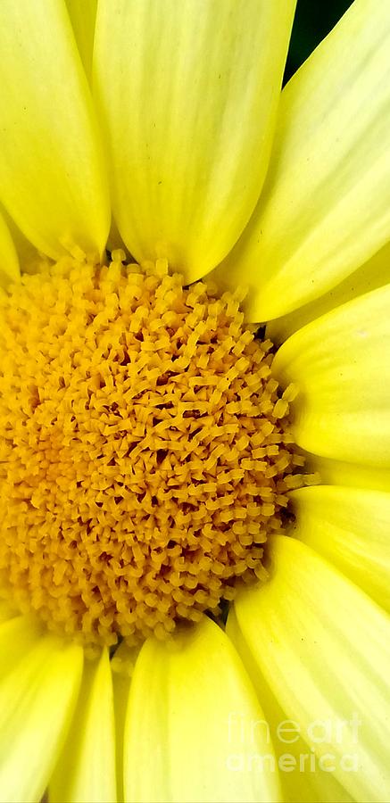 Yellow Daisy Photograph by Michael Graham