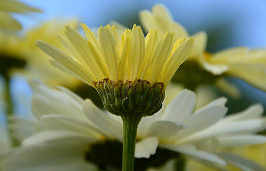 Yellow Daisy by SimplyCMB Yellow Daisy by SimplyCMB