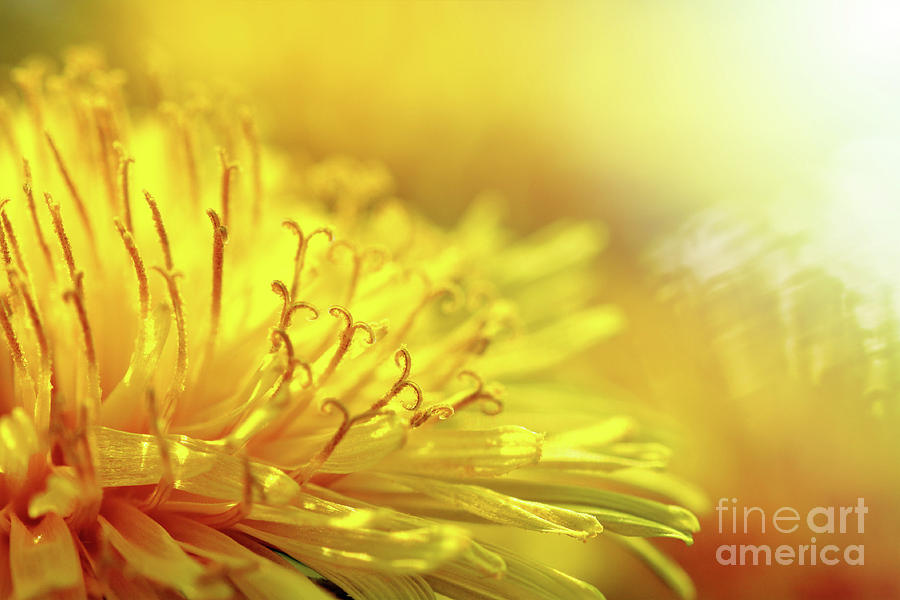 Yellow dandelion background Photograph by Gregory DUBUS - Pixels