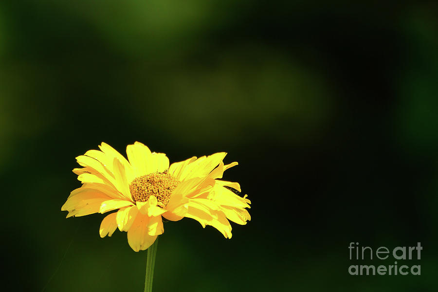 Flowers Still Life Photograph - Yellow by Dave Nelson