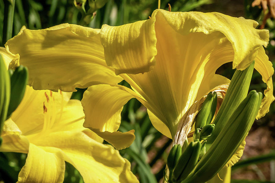 Yellow Day Lilies in full bloom Digital Art by Ed Stines