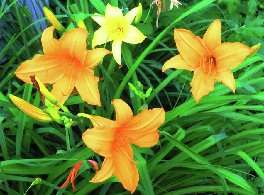 Yellow Day Lilies Photograph by Jim Curtis - Fine Art America