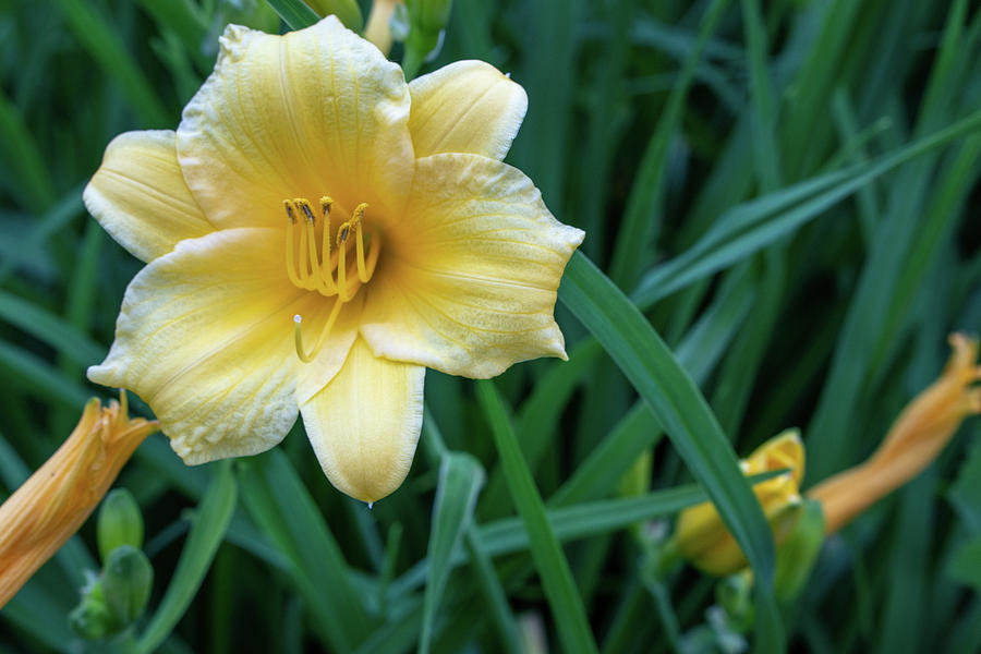 Yellow Day Lily Photograph by Jason Fink