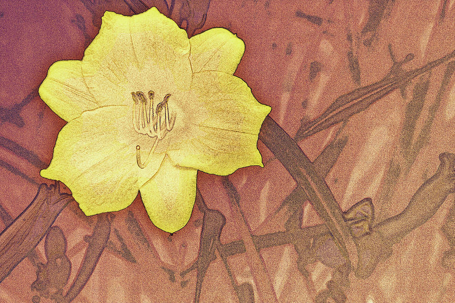 Yellow Day Lily Stencil on Sandstone Digital Art by Jason Fink