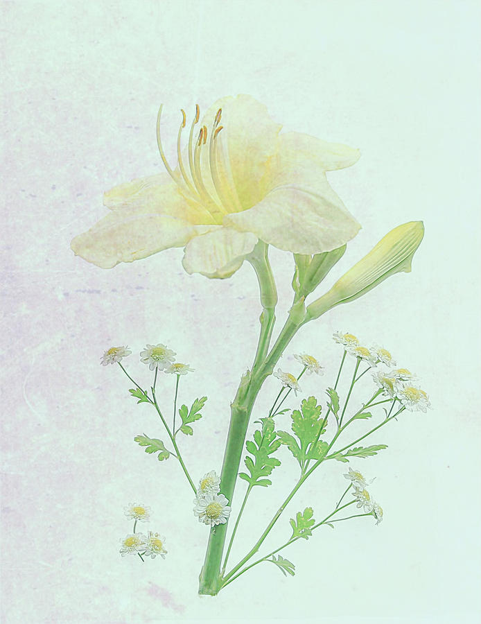 Flower Photograph - Yellow Daylily by Fangping Zhou