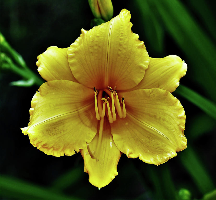 Yellow Daylily Photograph by Jerry Connally