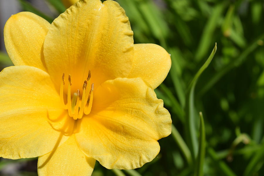 Yellow Daylily Photograph by Lkb Art And Photography - Fine Art America