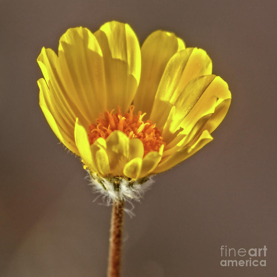 Spring Photograph - Yellow Desert Beauty by Robert Bales