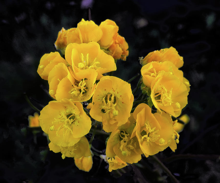 Yellow Desert Bouquet by Paul Breitkreuz Yellow Desert Bouquet by Paul Breitkreuz
