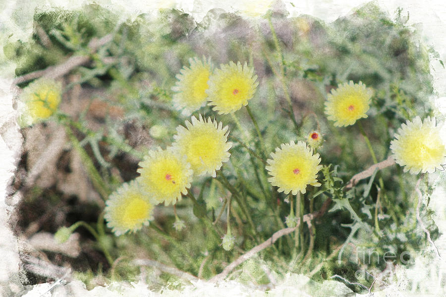 Yellow Desert Dandelion Coachella Preserve in Digital Watercolor Photograph by Colleen Cornelius