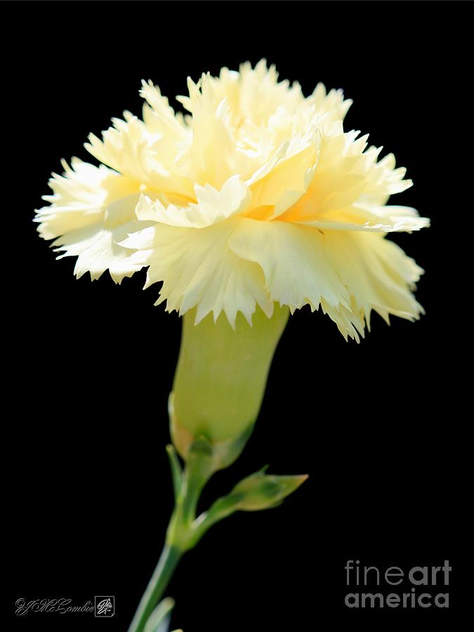 Yellow Dianthus from the Bananaberry Fizz Mix Photograph by J McCombie