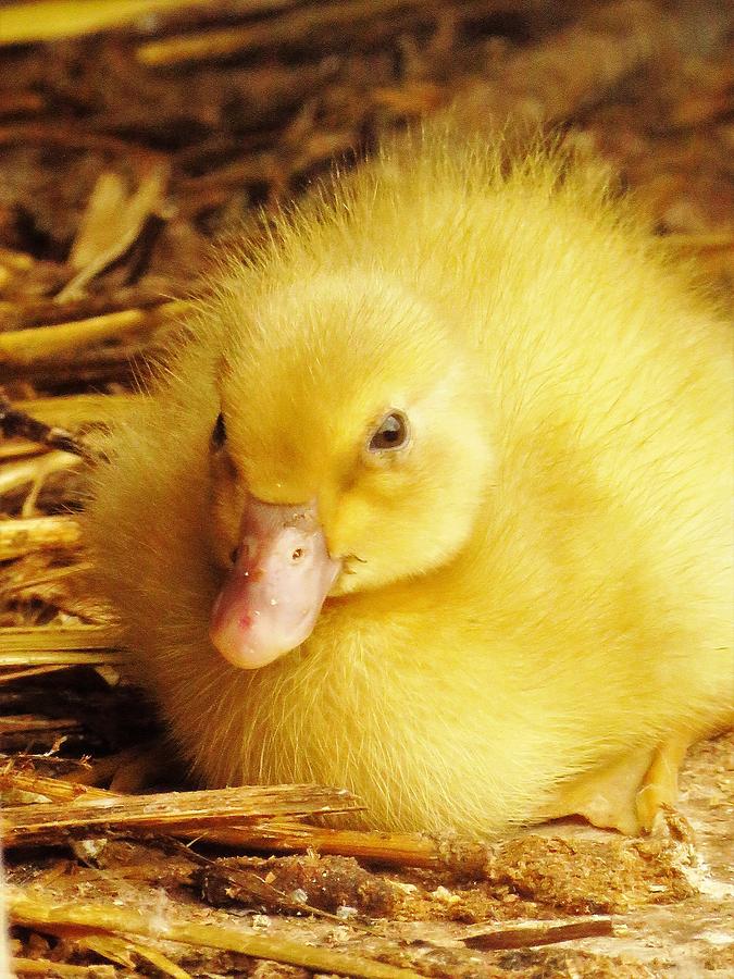 Yellow Duckling  Photograph by Lori Frisch