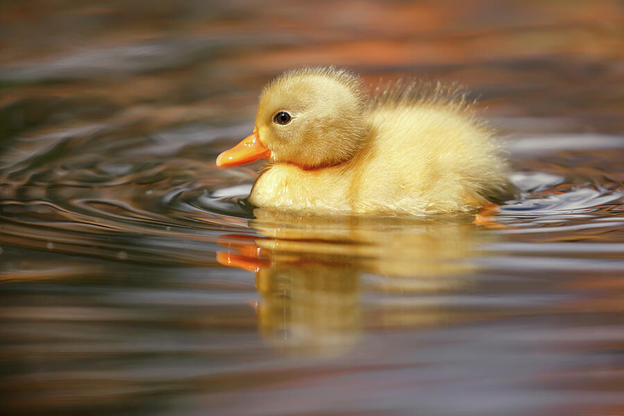 Yellow Duckling Photograph by Roeselien Raimond | Pixels