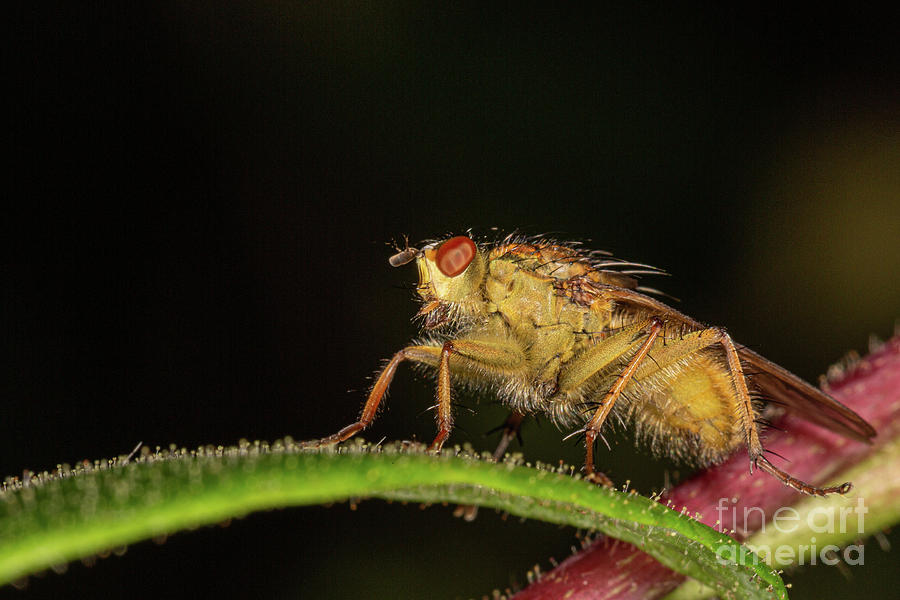 yellow Dung Fly by Brian Roscorla yellow Dung Fly by Brian Roscorla