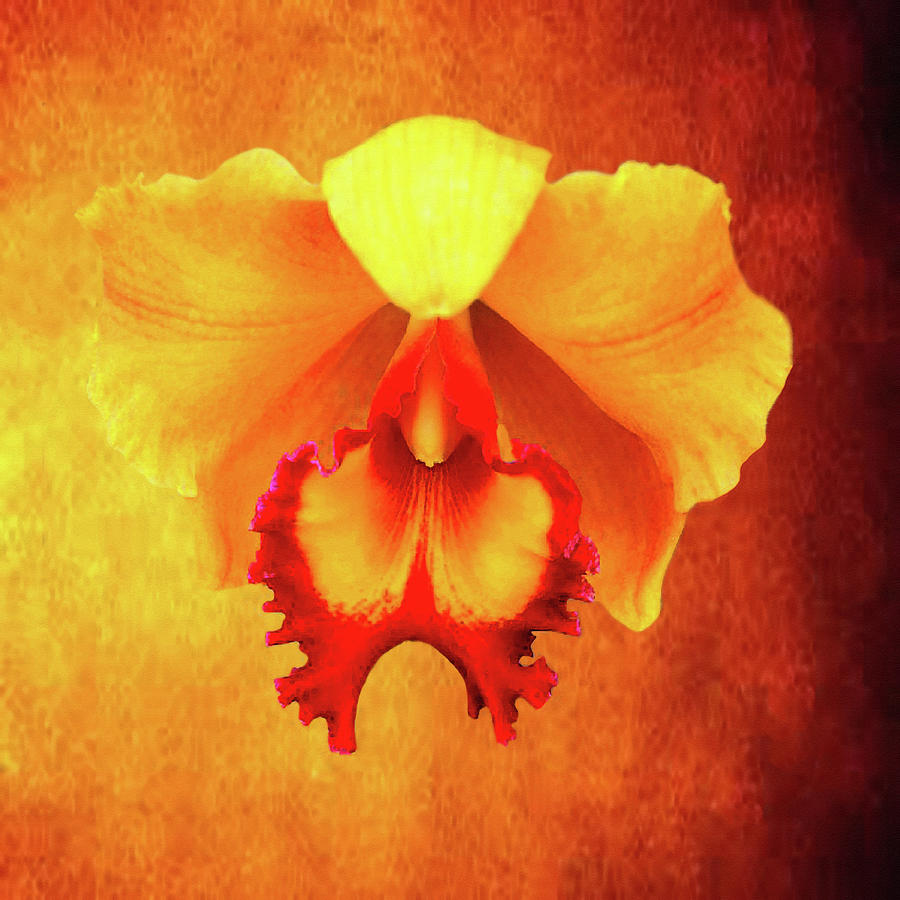 Yellow Exotic by Dennis Buckman Yellow Exotic by Dennis Buckman