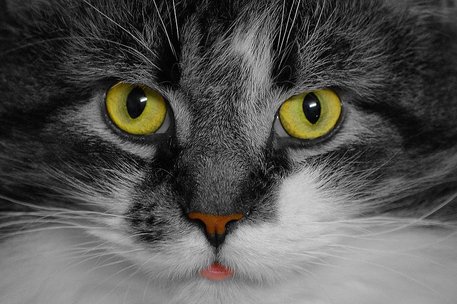 Yellow Eyed Kitty Photograph by Joan Han