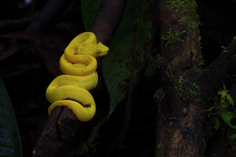 Yellow eye-lashed Viper Photograph by Patrick Nowotny