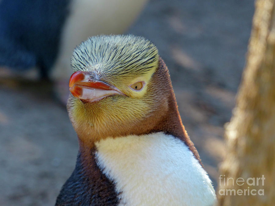 Yelloweyed penguin Megadyptes antipodes j4 Photograph by Dan Yeger
