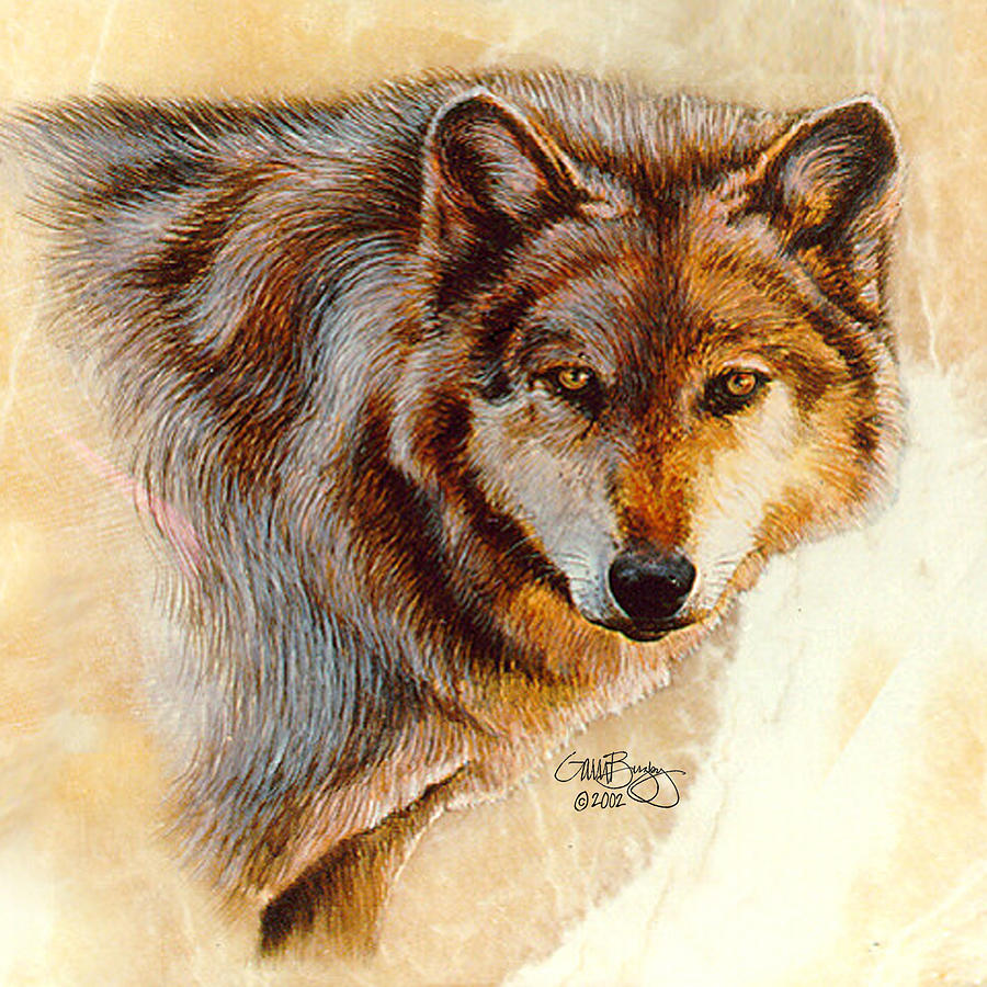 red wolf with yellow eyes