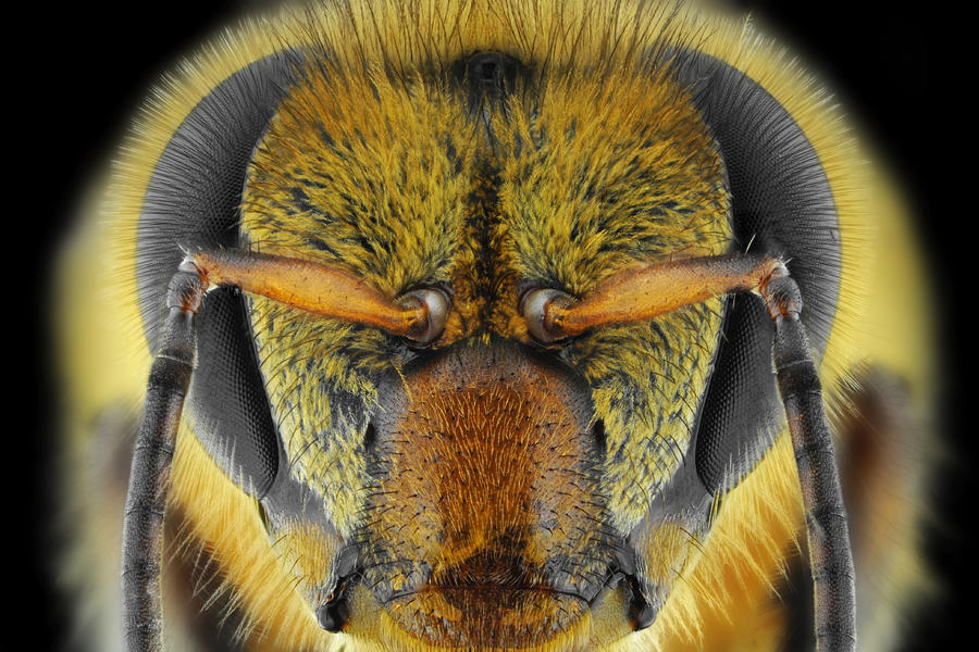 Macro Photograph - Yellow-faced Bee by Donald Jusa Macro Photograph - Yellow-faced Bee by Donald Jusa