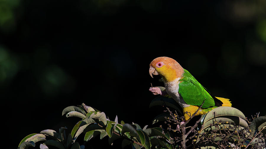 Black-legged Parrot #2 Photograph by Patrick Nowotny