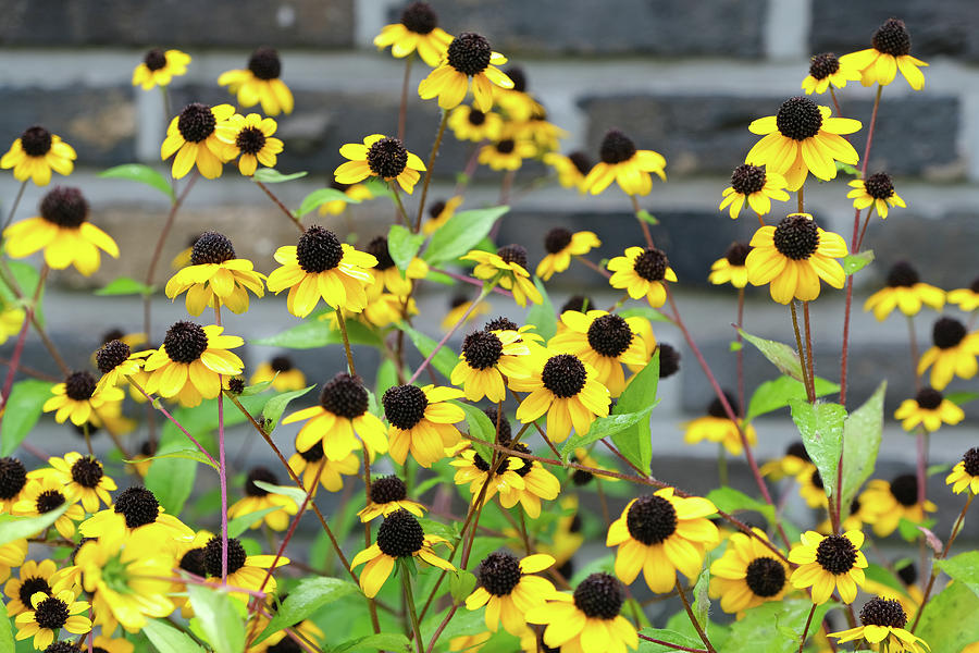 Yellow Fall Flowers Photograph by Kevin Felts - Fine Art America