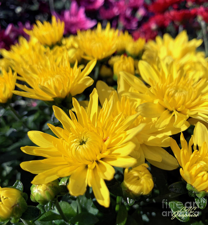 Yellow Fall Mums Photograph by CAC Graphics