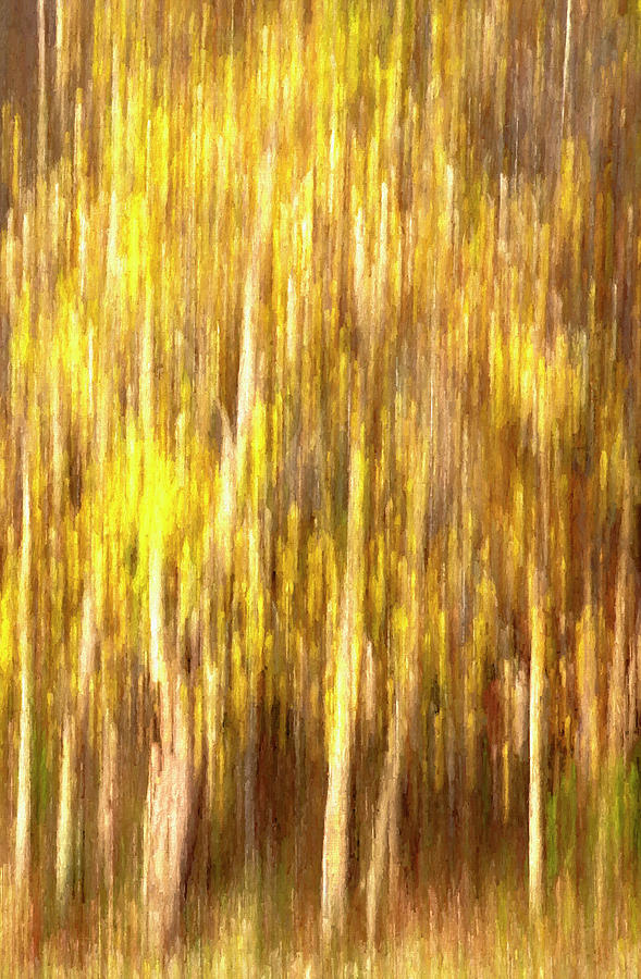 Yellow Fall Trees Photograph by Deborah Penland