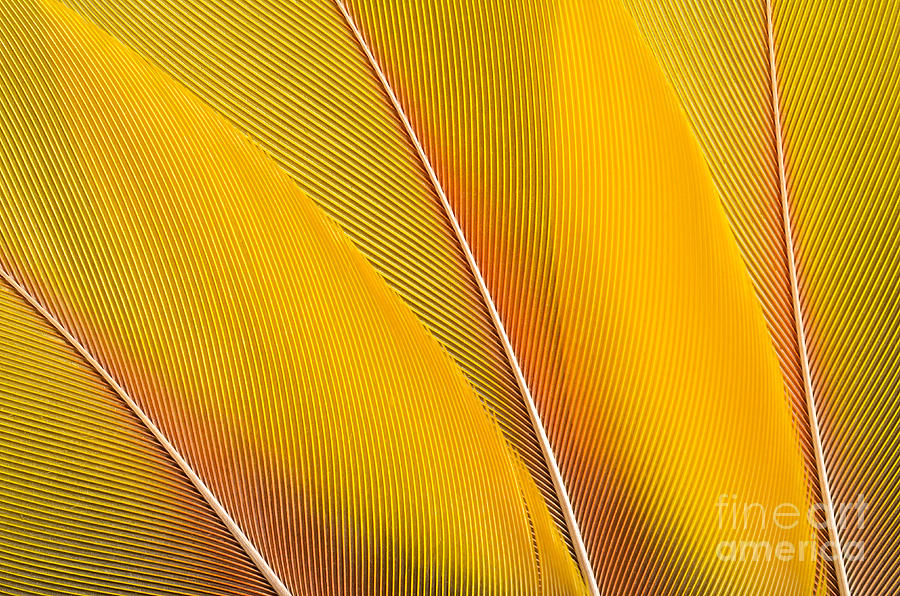Birthday Photograph - Yellow Feathers Background Composition by Mustafanc