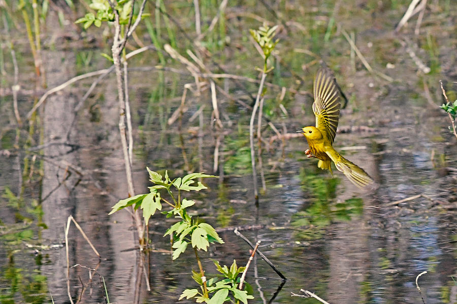 Yellow feathers in-flight Photograph by Asbed Iskedjian