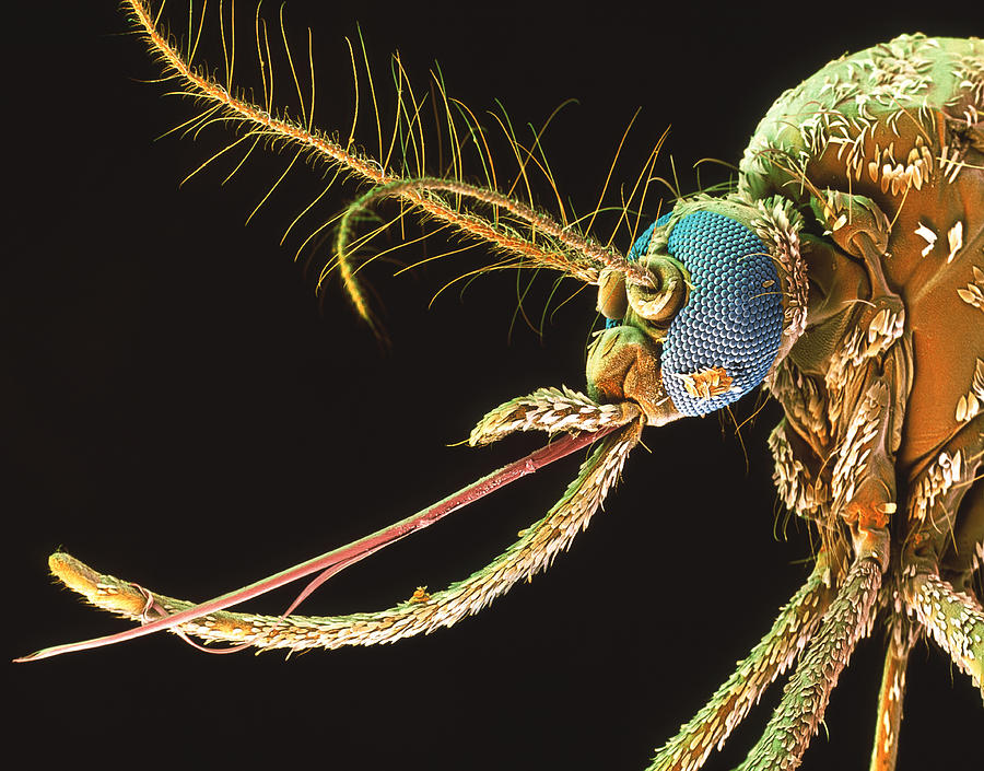 Yellow Fever Mosquito Photograph by Oliver Meckes EYE OF SCIENCE