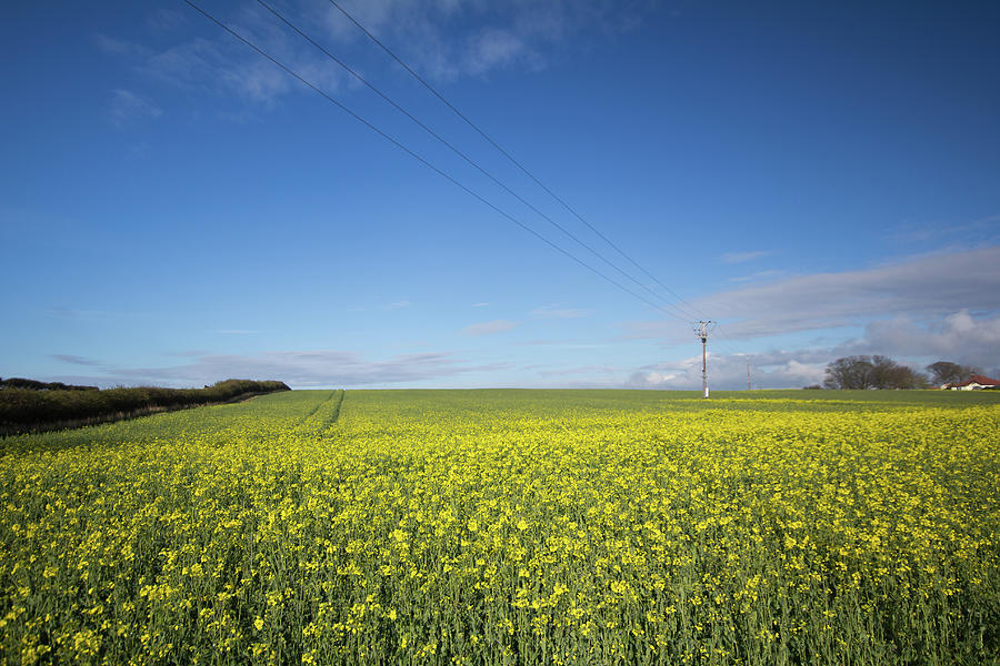 Yellow Fields Photograph by Robert Bray