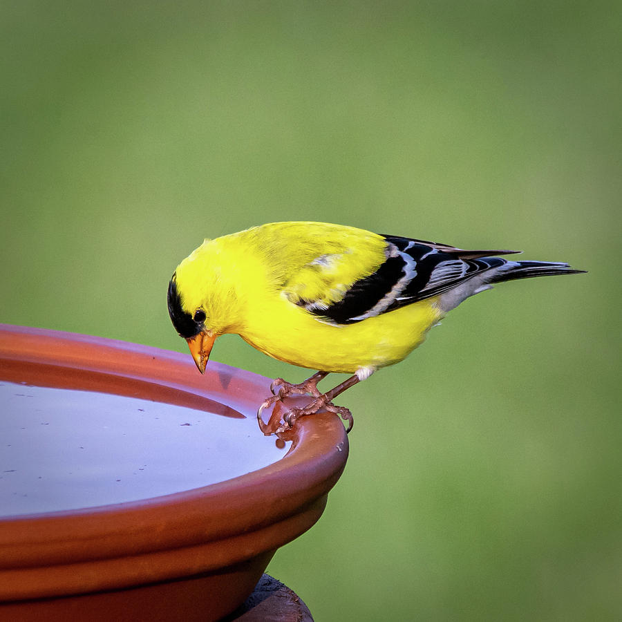 Yellow finch #1 Photograph by David Heilman