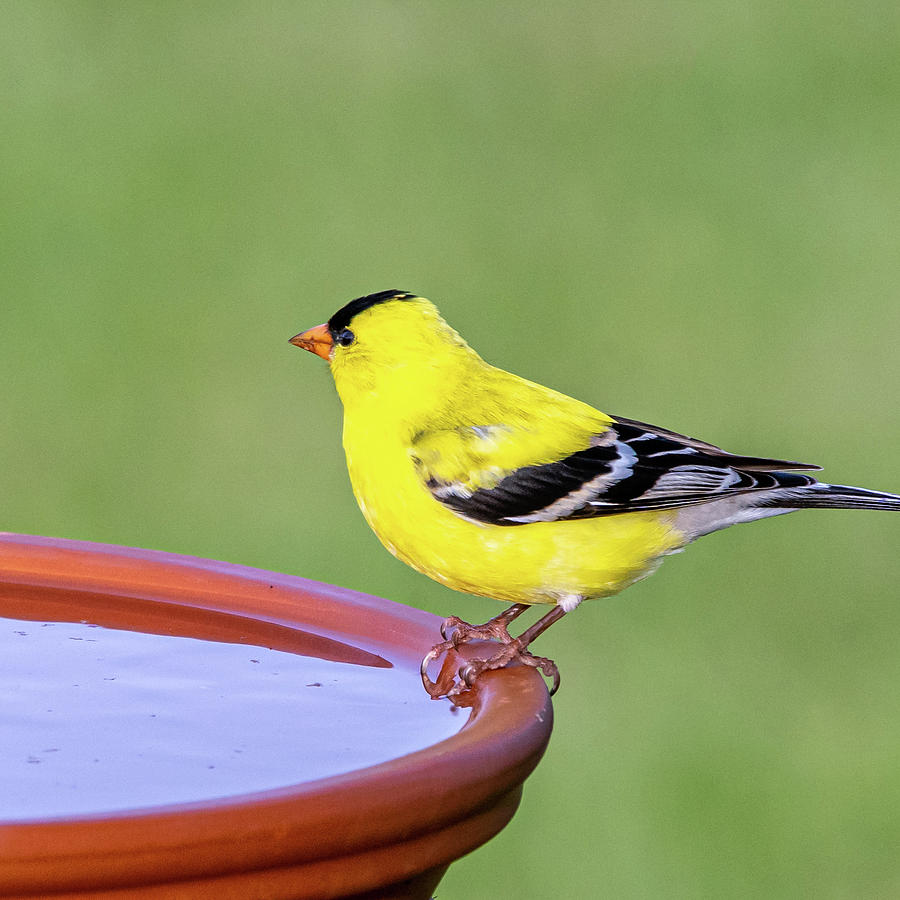 Yellow Finch #2 Photograph