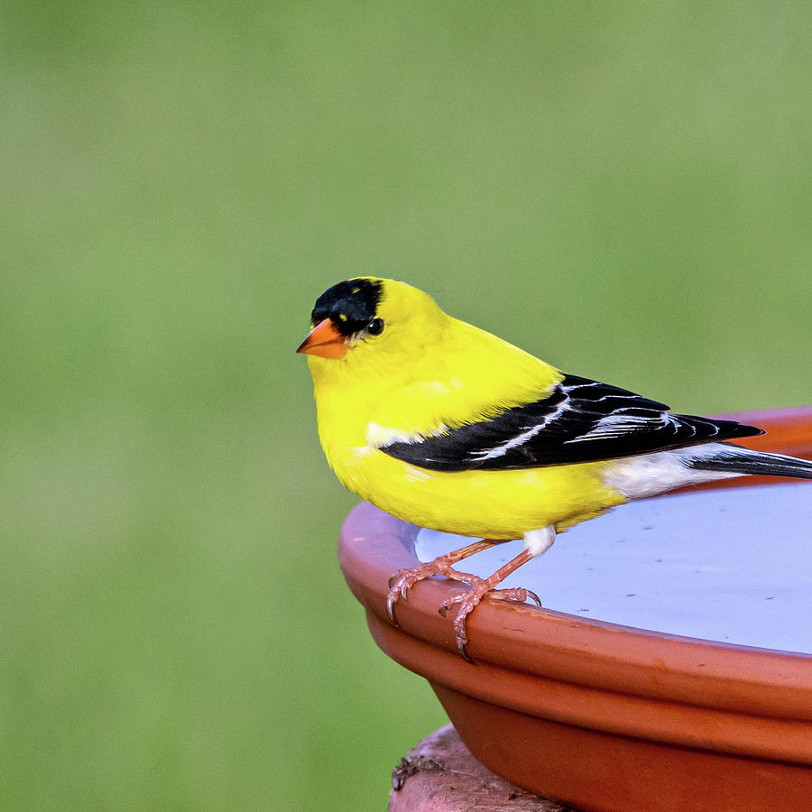 Yellow Finch #3 Photograph by David Heilman